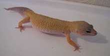 KALI
