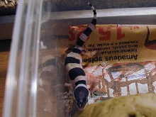 My first hatchling