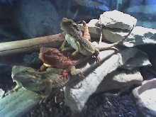 sunny,rainbow,and male  jazz