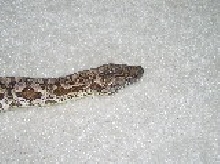 male dumeril
