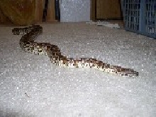 female dumeril