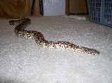 female dumeril