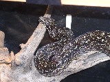 my female