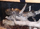 female argentine