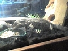 REX  my  B.T.M
