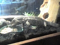 REX  my  B.T.M