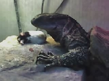 Rex  chowing down.