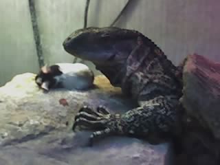 Rex  chowing down.