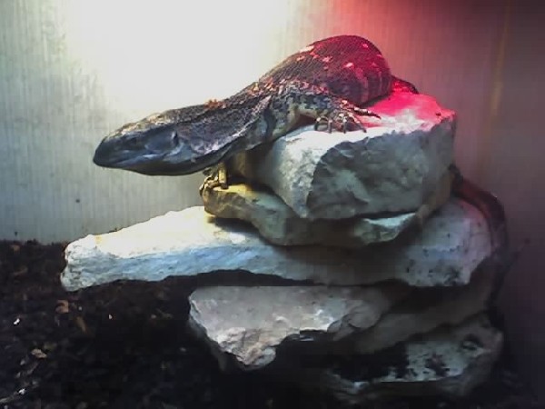 REX  my  B.T.M