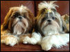 Pippin and Suki