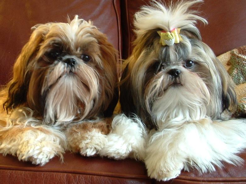 Pippin and Suki