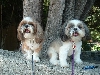 hot summer day Pippin and Suki
