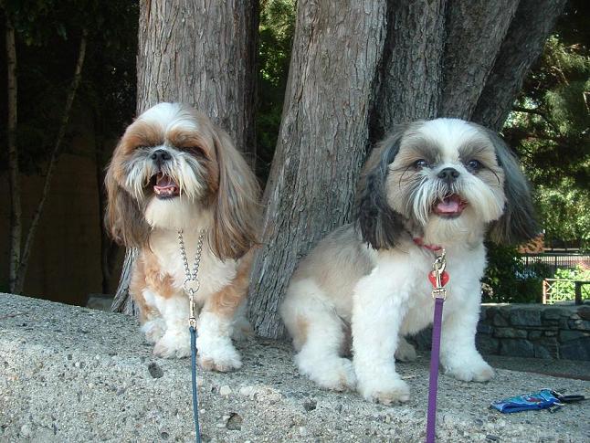 hot summer day Pippin and Suki