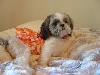 orange Hawaiian dress
