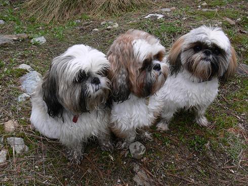 All 3 furkids,Suki,Pippin,Tansy