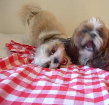 Playtime on the bed