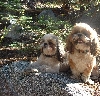 Suki and Pippin in the Sierras