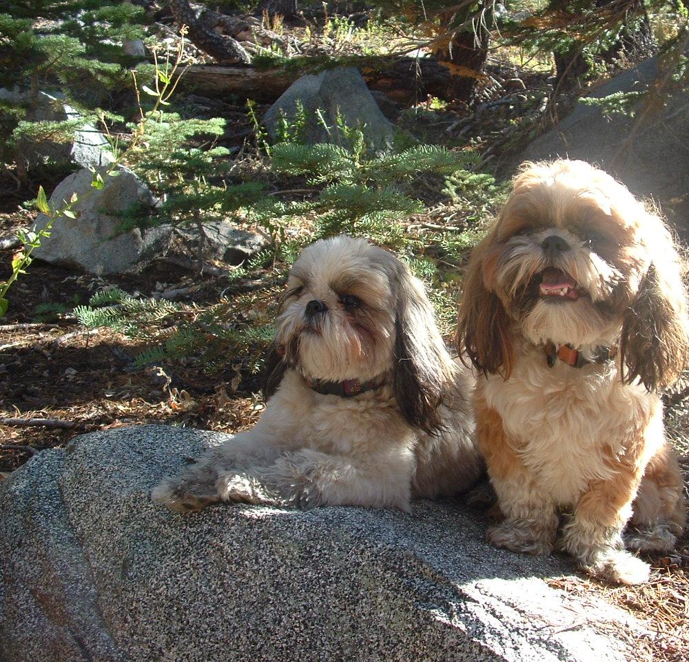 Suki and Pippin in the Sierras
