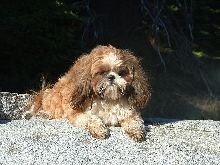 Pip on rock