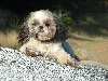 Suki on rock