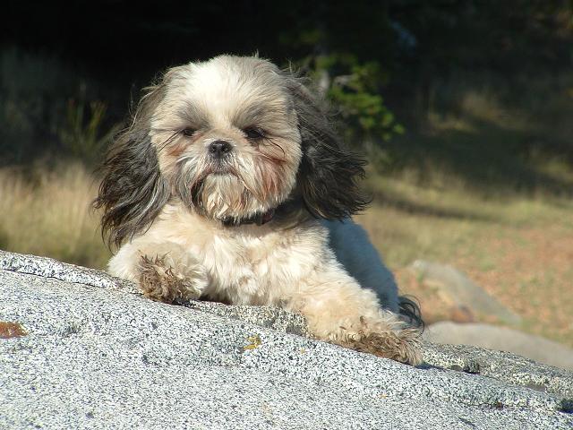 Suki on rock