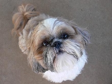 Pippin will be 3 in June