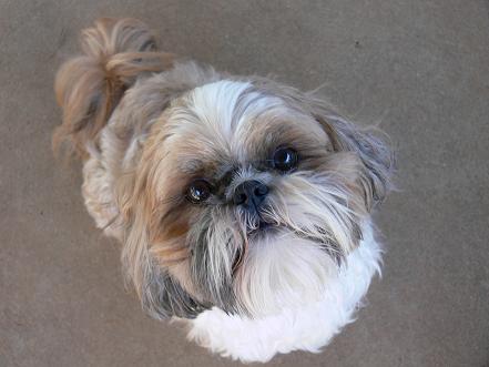 Pippin will be 3 in June