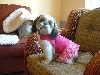 Suki Pink  Dress