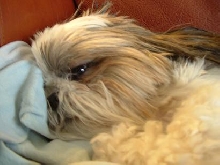 suki sleepy face