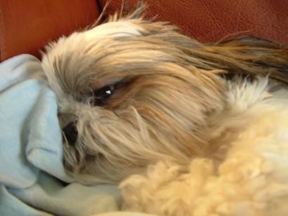 suki sleepy face