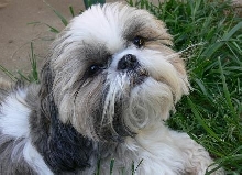 My Beautiful Suki