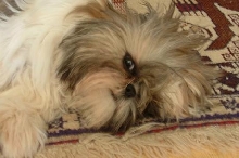 Tansy being still :)