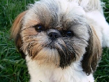 Tansy with haircut 9months