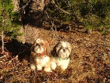 Pippin and Suki in woods,dressed for the holidays