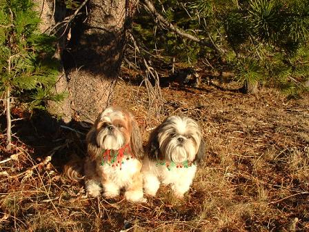 Pippin and Suki in woods,dressed for the holidays