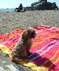 Pippin on beach