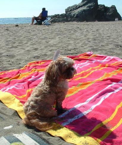Pippin on beach