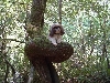 Pippin in tree camping