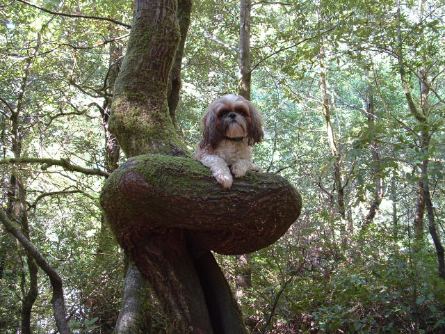 Pippin in tree camping
