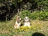 Overlooking ocean on bluff,Suki and Pippin