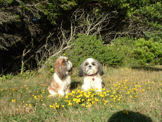 Overlooking ocean on bluff,Suki and Pippin