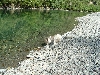 Suki drinking at Chetco River