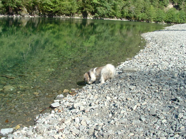 Suki drinking at Chetco River