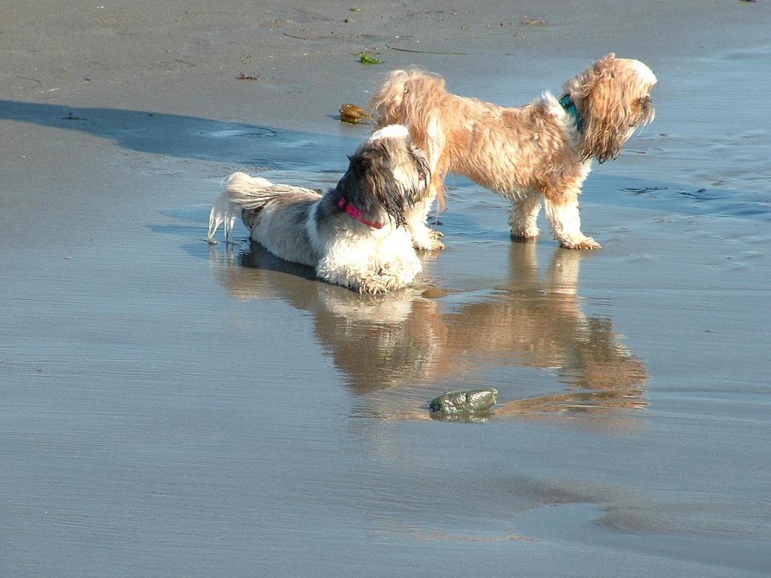 Suk and Pip on the beach