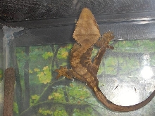 what morph am i???