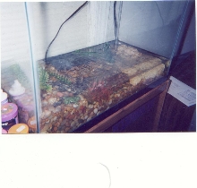 Frogs and Newts