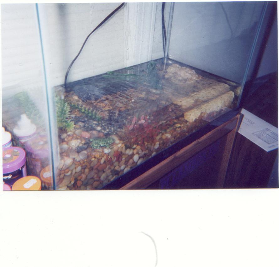 Frogs and Newts