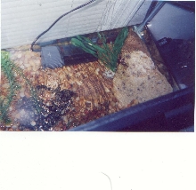 Frogs and Newts