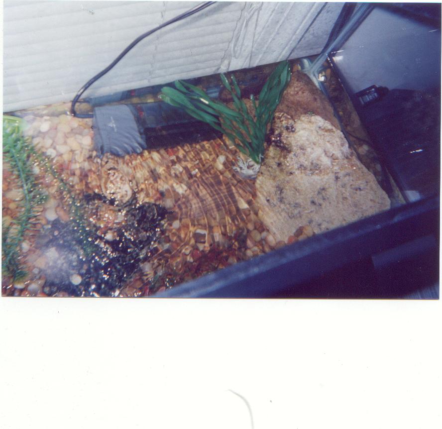 Frogs and Newts