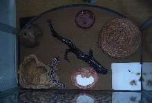 3 Female Enclosure